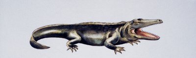Cyclotosaurus sp, Mastodonsauridae, myöhäistriaskausi, Peter Rossin teos.
(kuva) tekijältä Peter Ross