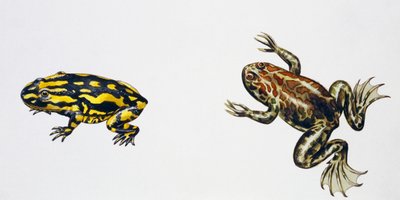 Triadobatrachus massinoti ja Palaeobatrachus sp, Taideteos: Peter Ross
(kuva) tekijältä Peter Ross