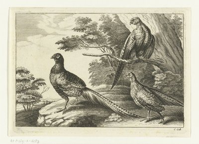 Kolme fasaania Diversarum avium -lajit (sarjan nimi) Erilaisia ​​lintuja (sarjan nimi) tekijältä Peter van Liesebetten
