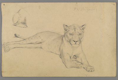 Istuva leijonanaaras (grafiitti paperille) tekijältä Philip H. Wolfrom