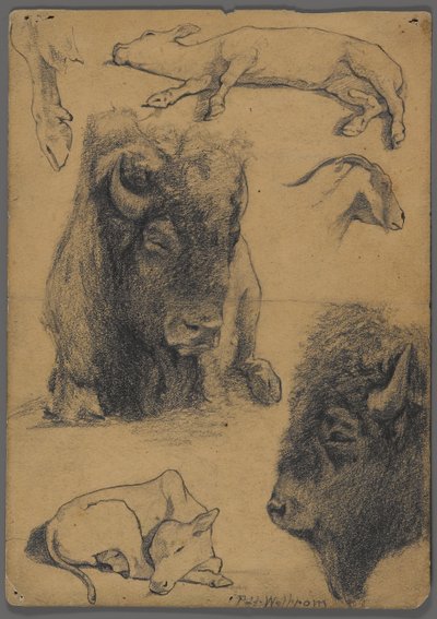 Biisonin, vasikan ja vuohen tutkimukset (grafiitti ja muste paperille) tekijältä Philip H. Wolfrom