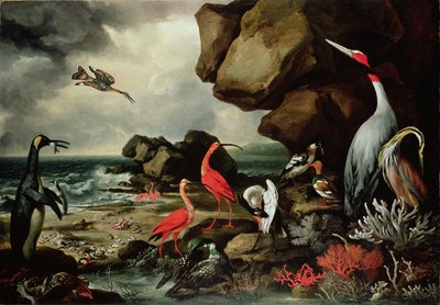 Pingviini, pari flamingoja ja muita eksoottisia lintuja, simpukoita ja korallia rantaviivalla tekijältä Philip Reinagle
