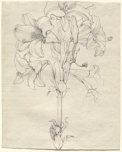 Liljan varsi kuudella kukalla tekijältä Philipp Otto Runge