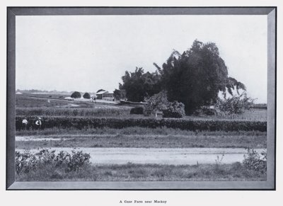 Ruokofarmi Mackayn lähellä (m/v kuva) tekijältä Photographer Australian