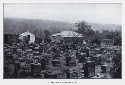 A New South Wales Bee Farm (m/w kuva) tekijältä Photographer Australian