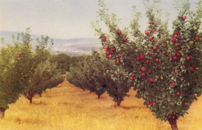 Apple Orchard (värikuva) tekijältä Photographer Australian