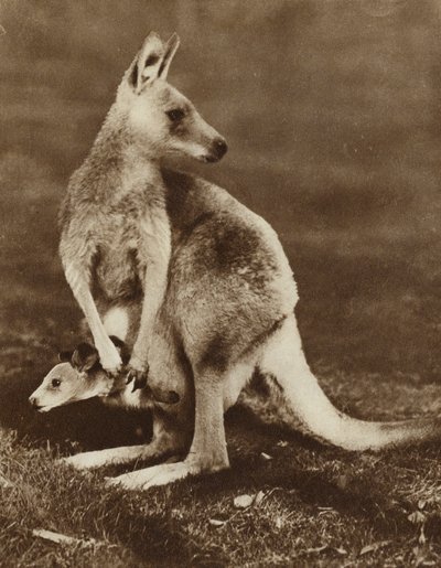 Kenguruvauva katselee ulos äitinsä pussista, Australia (m/w kuva) tekijältä Photographer Australian