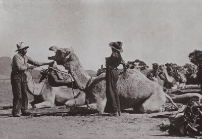 Kamelitiimit, joissa aboriginaalit vastaavat, tarjoavat syrjäisiä virkoja Keski-Australiassa (m/v kuva) tekijältä Photographer Australian