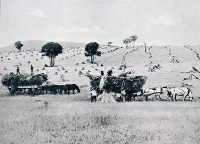 Harvesting, Uusi Etelä-Wales, n. 1900, julkaisusta Under the Southern Cross - Glimpses of Australia, julkaisija Department of External Affairs, Melbourne tekijältä Photographer Australian
