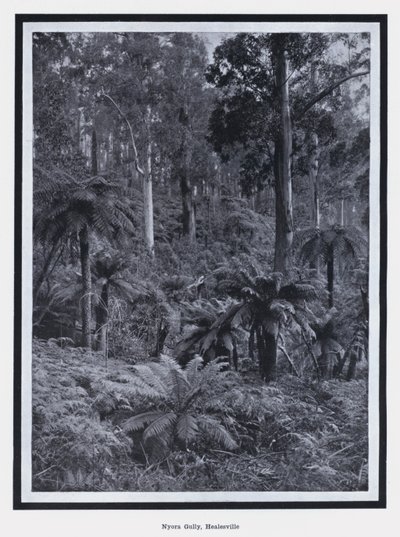 Nyora Gully, Healesville (m/v kuva) tekijältä Photographer Australian