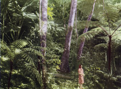 Queensland, Australia: Trooppinen viidakko (kuva) tekijältä Photographer Australian
