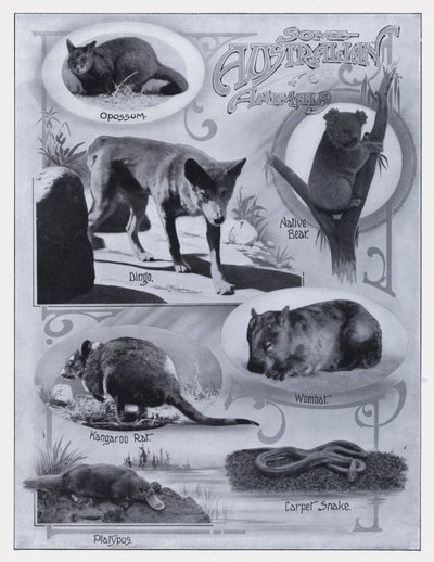 Jotkut australialaiset eläimet (m/w kuva) tekijältä Photographer Australian