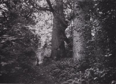 Forest Giants, Stanley Park, Vancouver (m/w kuva) tekijältä Photographer Canadian