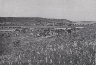 Range Cattle on the Rolling Uplands of Alberta (m/w kuva) tekijältä Photographer Canadian