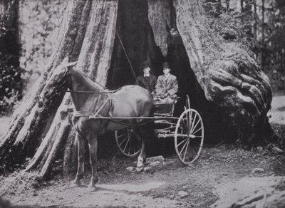 The Big Tree, Stanley Park, Vancouver (m/w kuva) tekijältä Photographer Canadian