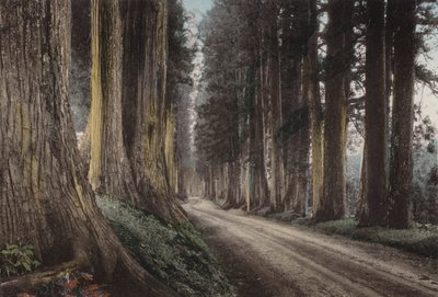 Japani, n. 1912: Cryptomeria Road, Nikko (kuva) tekijältä Photographer Japanese