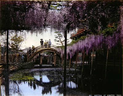 Wisteria Kameidon puutarhassa, noin 1900 (värillinen kuva). tekijältä Photographer Japanese