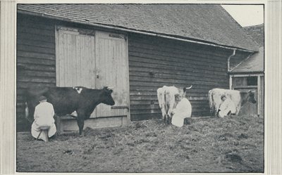 Lypsylehmiä, 1910 tekijältä Pictorial Agency