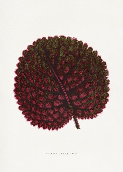  tekijältä PictufyLes Plantes a Feuillage Colore