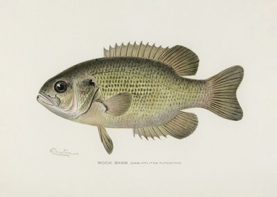 Kallioahven (Amploplites rupestris) – Sherman F. Denton (1856–1937) tekijältä Pictufy