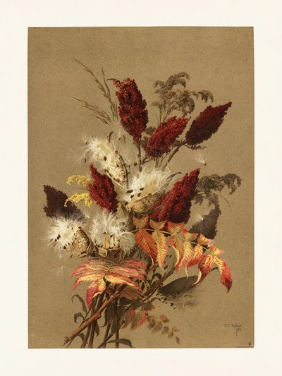 Sumakki ja maitokukka, kirjoittanut Ellen Thayer Fisher tekijältä Pictufy