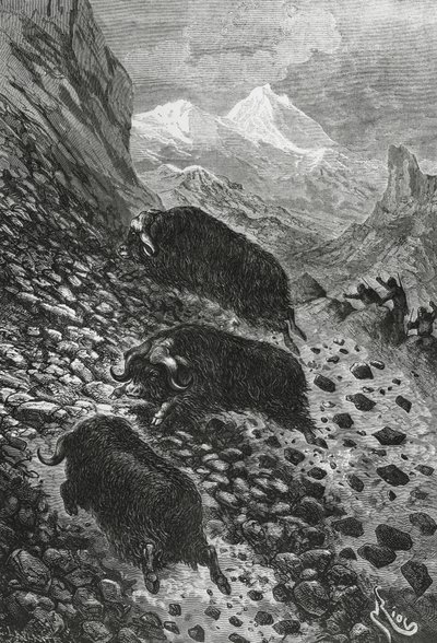 Myskihärät, Edouard Rioun puupiirros (1833-1900) tekijältä Blaise Nicolas Le Sueur