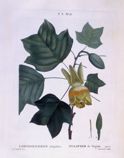 Amerikkalainen tulppaanipuu (Liriodendron tulipifera), Henry Louis Duhamel du Monceau, Pierre Joseph Redoutén kasvitieteellinen levy tekijältä Pierre Joseph Redouté