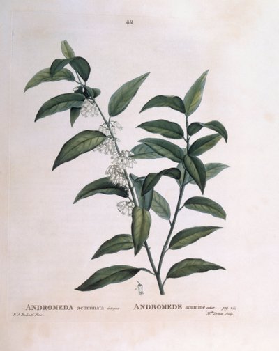 Andromeda acuminata Henry Louis Duhamel du Monceau, Pierre Joseph Redoutén kasvitieteellinen levy tekijältä Pierre Joseph Redouté