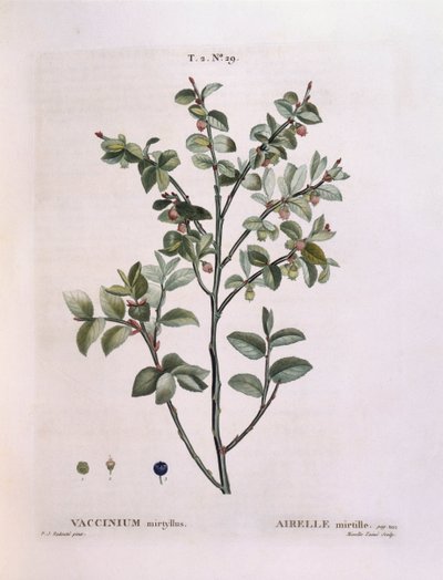 Mustika (Vaccinium myrtillus), Henry Louis Duhamel du Monceau, Pierre Joseph Redoutén kasvitieteellinen levy tekijältä Pierre Joseph Redouté