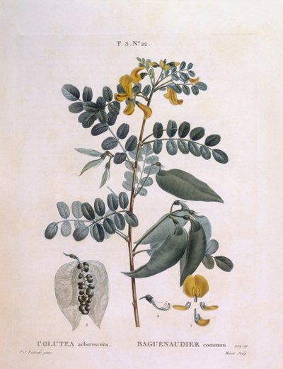 Virtsarakko Senna (Colutea arborescence), Henry Louis Duhamel du Monceau, Pierre Joseph Redoutén kasvitieteellinen levy tekijältä Pierre Joseph Redouté