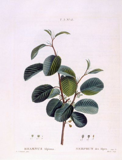 Tyrni (Rhamnus alpinus), Henry Louis Duhamel du Monceau, Peter Joseph Redoutén kasvitieteellinen levy tekijältä Pierre Joseph Redouté