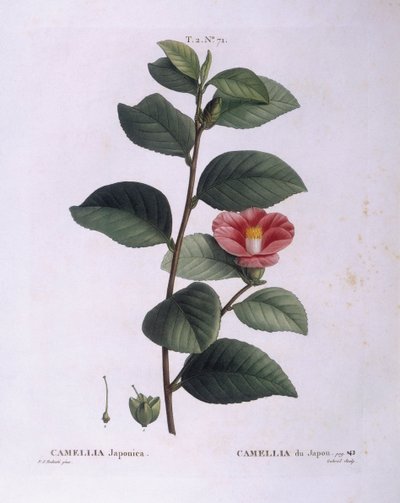 Camellia (Camellia japonica), Henry Louis Duhamel du Monceau, Pierre Joseph Redoutén kasvitieteellinen levy tekijältä Pierre Joseph Redouté