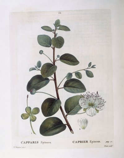 Kapris (Capparis spinosa), Henry Louis Duhamel du Monceau, Pierre Joseph Redoutén kasvitieteellinen levy tekijältä Pierre Joseph Redouté