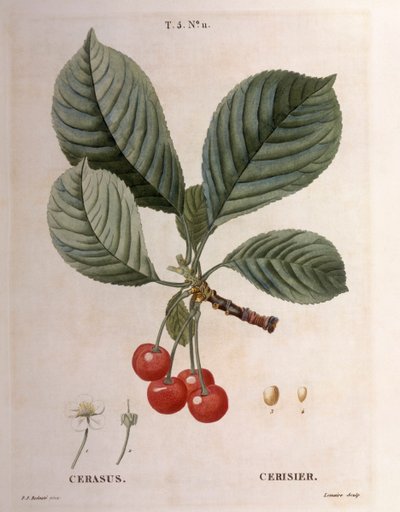 Kirsikka (Cerasus), Henry Louis Duhamel du Monceau, Pierre Joseph Redoutén kasvitieteellinen levy tekijältä Pierre Joseph Redouté