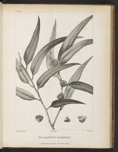 Eucalyptus Globulus Jacques-Julien Houtou de La Billardièren kirjasta "Kertomus matkasta etsimään La Perousetta" tekijältä Pierre Joseph Redouté