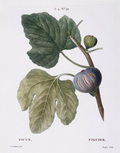 Fig (Ficus), Henry Louis Duhamel du Monceau, placa botànica de Pierre Joseph Redoutéfinnish tekijältä Pierre Joseph Redouté
