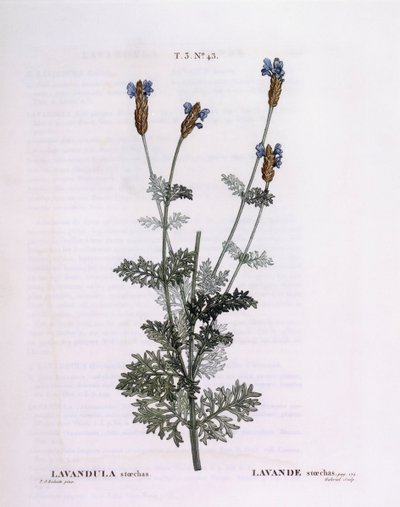 Ranskalainen laventeli (Lavandula stoechas), Henry Louis Duhamel du Monceau, Pierre Joseph Redoutén kasvitieteellinen levy tekijältä Pierre Joseph Redouté