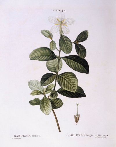 Gardenia (Gardenia florida), Henry Louis Duhamel du Monceau, Pierre Joseph Redoutén kasvitieteellinen levy tekijältä Pierre Joseph Redouté