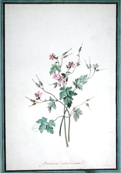 Geranium Robertianum (akvarelli) tekijältä Pierre Joseph Redouté