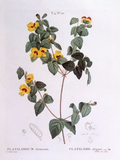 Komea litteä herne (Platylobium formosum), Henry Louis Duhamel du Monceau, Pierre Joseph Redoutén kasvitieteellinen levy tekijältä Pierre Joseph Redouté