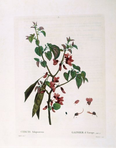 Juudaspuu (Cercis siliquastrum), Henry Louis Duhamel du Monceau, Pierre Joseph Redoutén kasvitieteellinen levy tekijältä Pierre Joseph Redouté