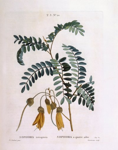 Kowhai (Sophora tetraptera tai Edwardsia grandiflora), Henry Louis Duhamel du Monceau, Pierre Joseph Redoutén kasvitieteellinen levy tekijältä Pierre Joseph Redouté
