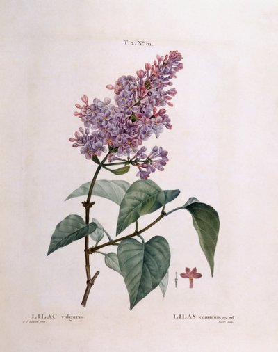 Lila (Syringa vulgaris), Henry Louis Duhamel du Monceau, Pierre Joseph Redoutén kasvitieteellinen levy tekijältä Pierre Joseph Redouté