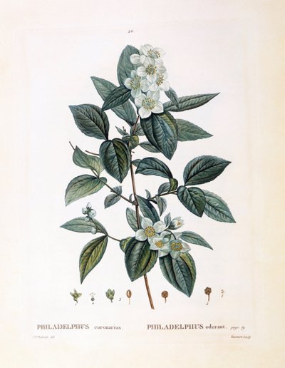 Pila-appelsiini (Philadelphus coronarius), Henry Louis Duhamel du Monceau, Pierre Joseph Redoutén kasvitieteellinen levy tekijältä Pierre Joseph Redouté