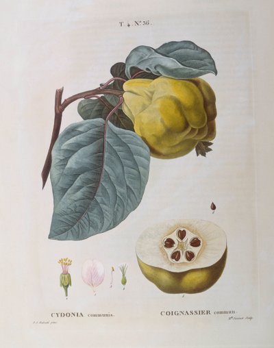 Quince (Cydonia communis), Henry Louis Duhamel du Monceau, Pierre Joseph Redoutén kasvitieteellinen levy tekijältä Pierre Joseph Redouté