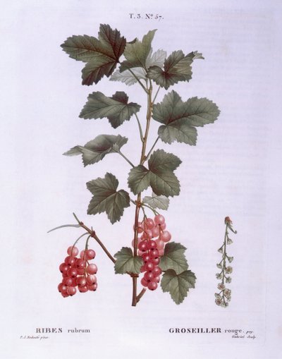 Punaherukka (Ribes rubrum), Henry Louis Duhamel du Monceau, Pierre Joseph Redoutén kasvitieteellinen levy tekijältä Pierre Joseph Redouté