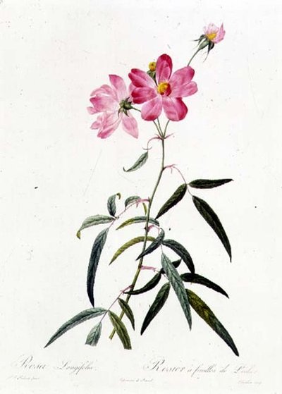 Rosa Longifolia tekijältä Pierre Joseph Redouté