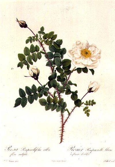 Rosa Pimpinellifolia Alba Flore Multiplei tekijältä Pierre Joseph Redouté
