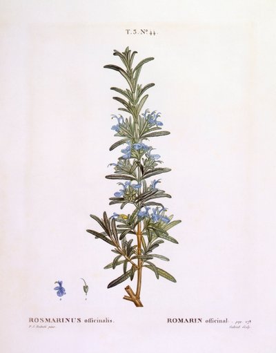 Rosmariini (Rosmarinus officinalis), Henry Louis Duhamel du Monceau, Pierre Joseph Redoutén kasvitieteellinen levy tekijältä Pierre Joseph Redouté