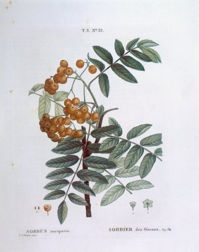 Pihlaja tai vuoristokuusama (Sorbus aucuparia), Henry Louis Duhamel du Monceau, Pierre Joseph Redoutén kasvitieteellinen taulu. tekijältä Pierre Joseph Redouté